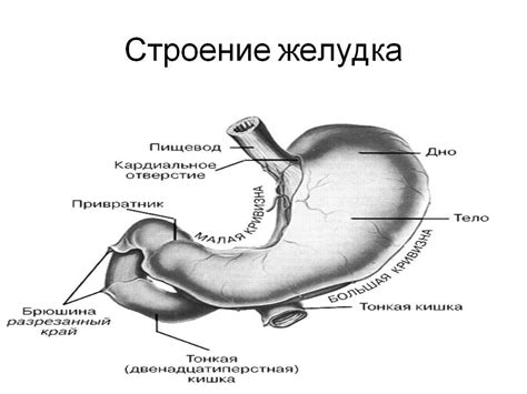 Анатомия желудка: место образования и распределение желудочной секреции