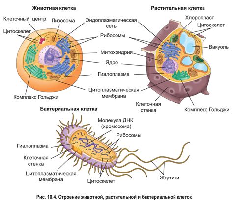 Анатомия и основные компоненты клетки бактерии