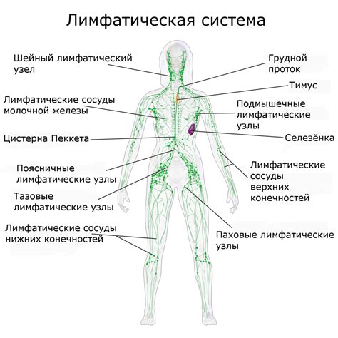 Анатомия и расположение узлов лимфатической системы на голове