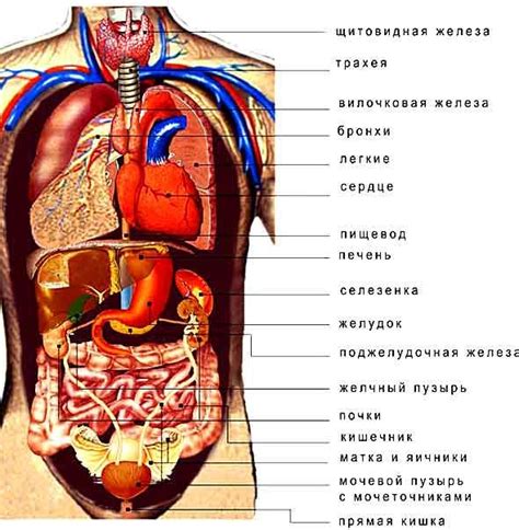 Анатомия и строение уникального органа, заботящегося о равновесии и функционировании организма