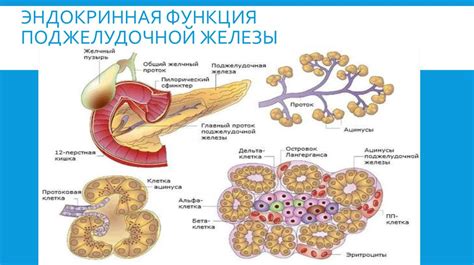 Анатомия и структура вилочковой железы