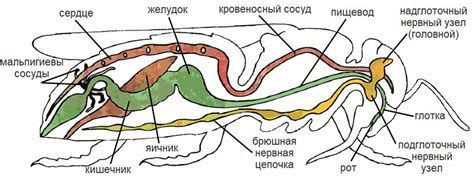 Анатомия и структура насекомого
