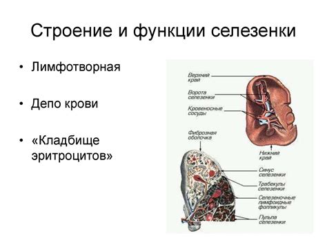 Анатомия и структура селезенки