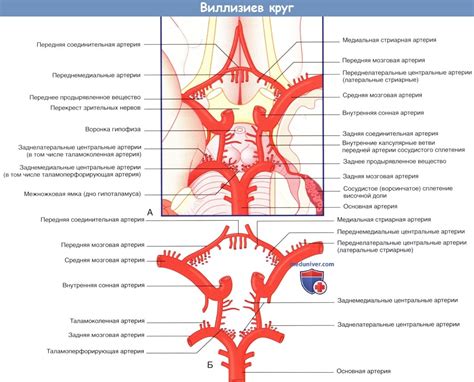 Анатомия и физиология виллизиева круга