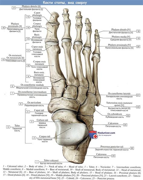 Анатомия и функции костей стопы: понимание основного строения и роли