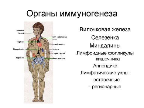 Анатомия и функции лимфатической системы