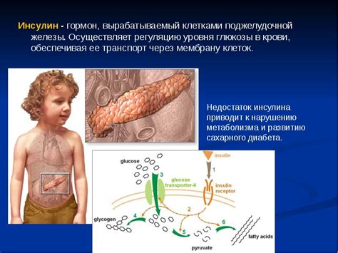 Анатомия и функции органа, отвечающего за регуляцию уровня глюкозы в организме