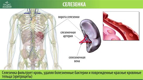 Анатомия и функции селезенки в организме