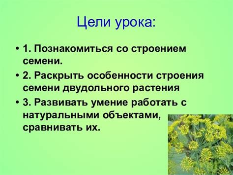 Анатомия и функции семян сосны: особенности строения и роли в жизненном цикле дерева