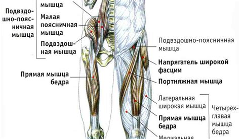 Анатомия куры: строение нижних конечностей и когтей