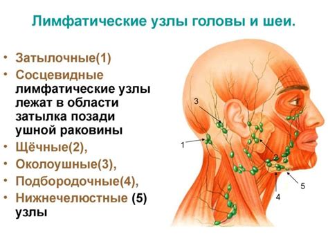 Анатомия лимфатических узлов на лице: основные области расположения