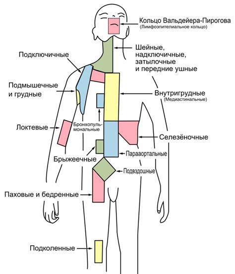 Анатомия лимфатических узлов у женщин: особенности расположения и функции