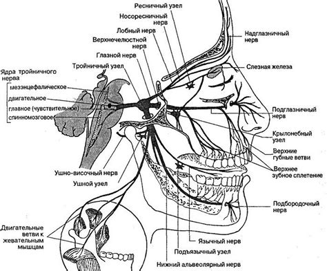 Анатомия лица: особенности расположения тройничного нерва в области глаз, носа и рта