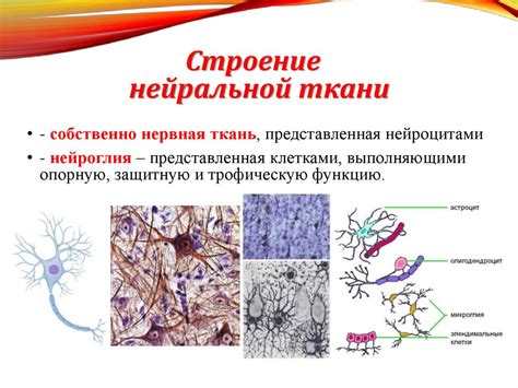 Анатомия нервной ткани