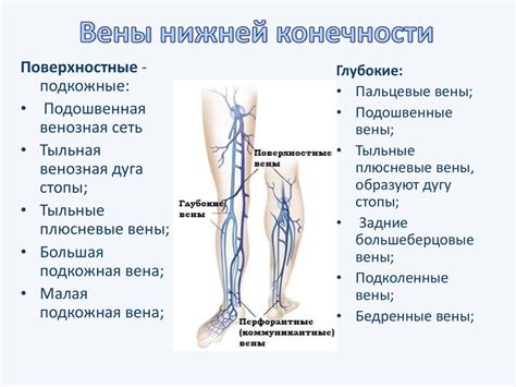 Анатомия нижних конечностей: основные вены и артерии