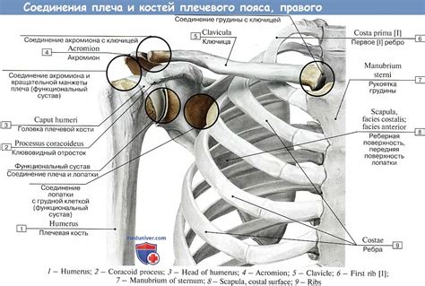 Анатомия плечевого пояса: обзор ключичной кости