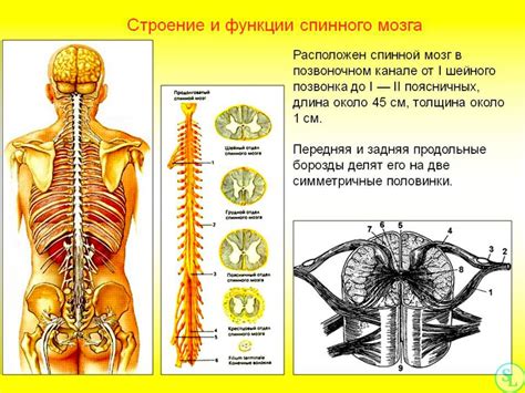 Анатомия позвоночника и его роли в организме