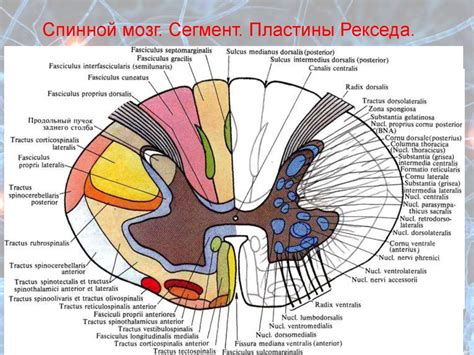 Анатомия спинного мозга