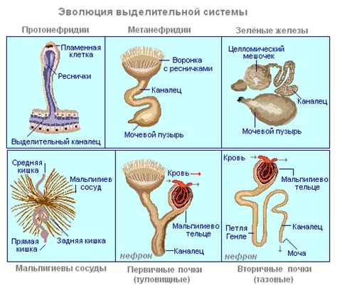 Анатомия твердого вещества у различных видов животных