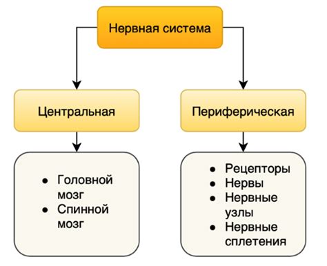 Анатомия центральной нервной системы у представителей семейства кошачьих: особенности и строение