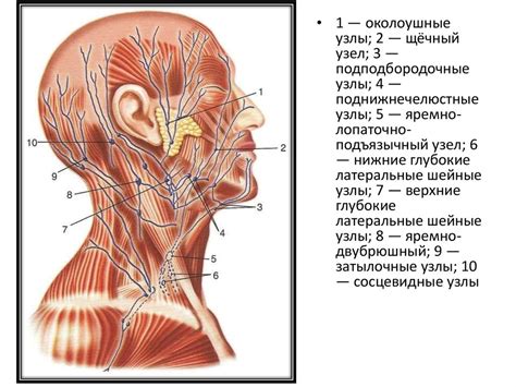 Анатомия шейки собаки: узлы лимфатической системы