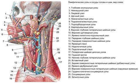 Анатомия шейных лимфатических узлов: структура и функции