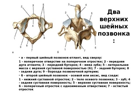 Анатомия шейных позвонков и их важная функция в организме