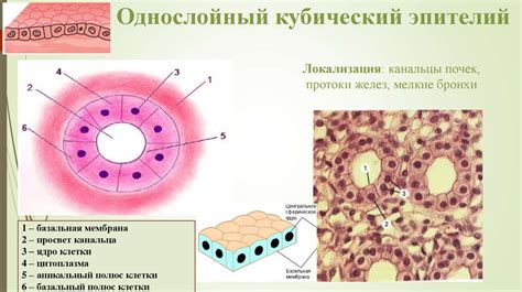 Анатомия эпителиальных тканей: организация клеток в верхнем эпителии