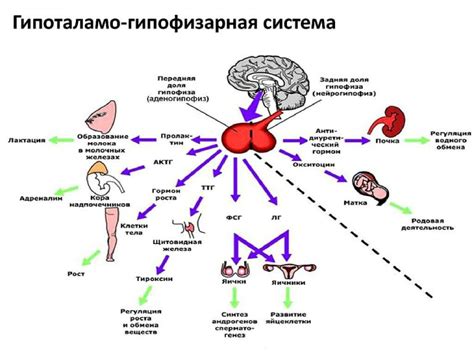 Антибактериальные свойства экокожи и их влияние на регуляцию потоотделения