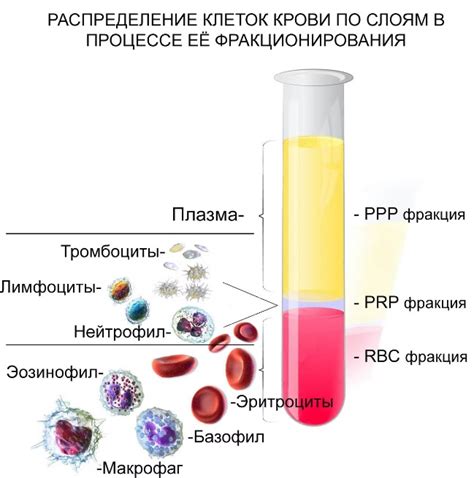 Антибиотики и изменения в составе крови: что стоит узнать