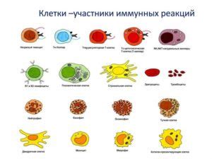 Антиоксидантные свойства и защита иммунной системы