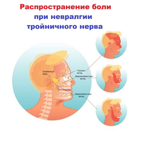 Ареал и функционирование тройничного нерва: структура и роли