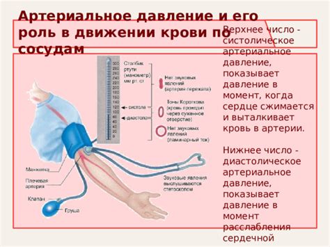 Артериальное давление: базовые понятия и роль в организме