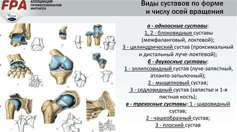 Артикулярные хрящики: их расположение в организме и роль в суставах