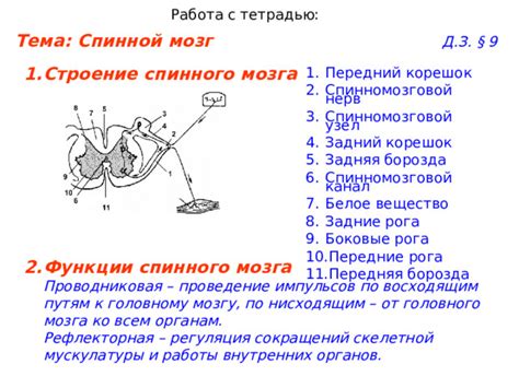 Архитектура и функции спинного мозга: передача нервных импульсов