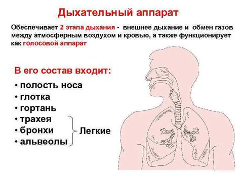 Архитектура мельницы дыхательной системы и их важность в процессе вдоха и выдоха