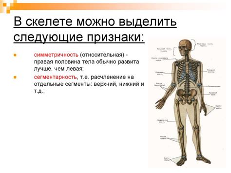 Архитектура спинного столба: внутреннее устройство осевого скелета