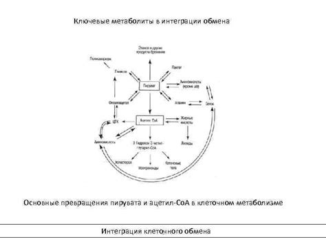 Ассимиляторы и диссимиляторы: ключевые процессы в клеточном метаболизме