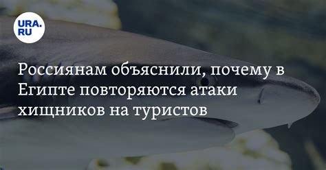 Атаки хищников на людей: статистические данные и причины