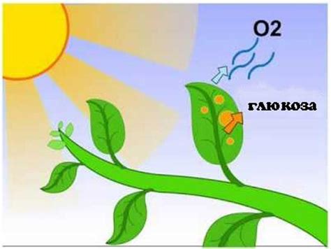 Аэробное дыхание растений: феномен кислорода в клетках