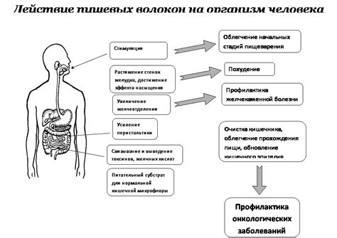 Бактериальный синтез витаминов в кишечнике