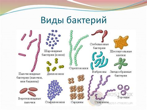 Бактерии и их углеводные запасы: новые факты и научные открытия
