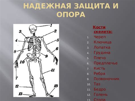 Бедро - опора и двигатель человека