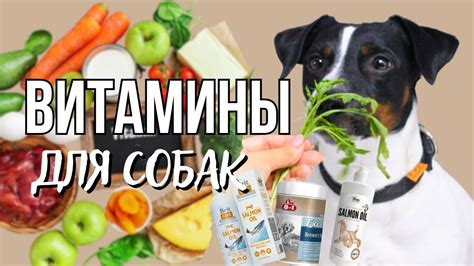 Безопасные витамины для собак: основные советы