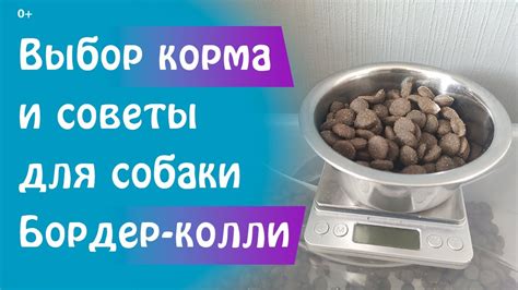 Безопасные советы по питанию после атаки собаки