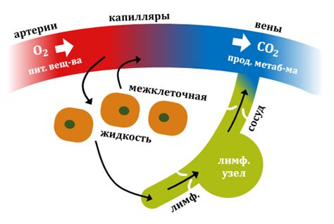 Белки - фундаментальные компоненты организма