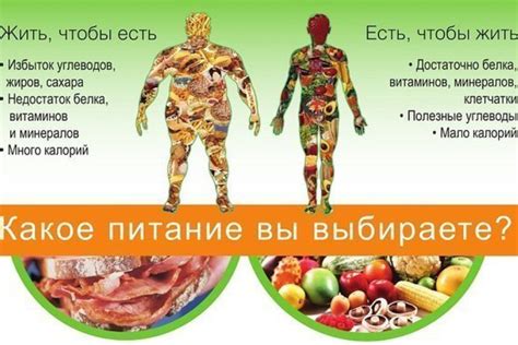 Белковое богатство пикального мяса и его роль в развитии мускулатуры питомца