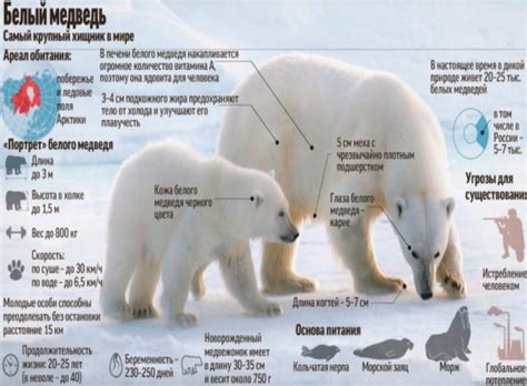 Белый медведь: природные ареалы и адаптации