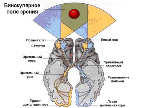 Бинокулярное зрение: особенности и преимущества