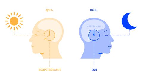 Биологические аспекты сна и гибернации